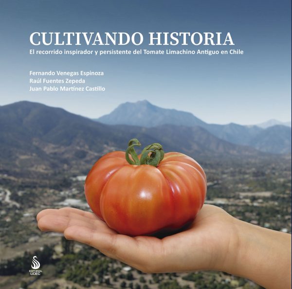 Cultivando historia. El recorrido inspirador y persistente del Tomate Limachino Antiguo en Chile